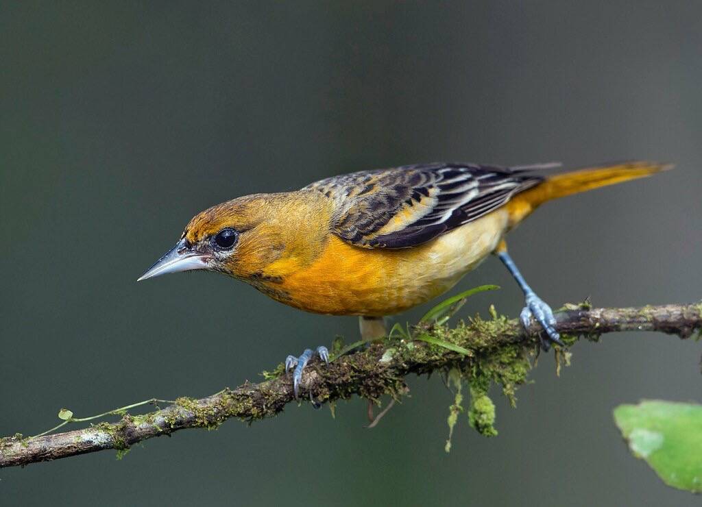 Baltimore oriole by Doug Greenberg is licensed under CC BY-NC 2.0